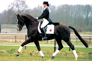Farrington Stallion Dressage Horse and Dressage Rider